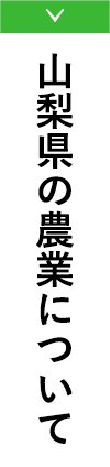 山梨県の農業について